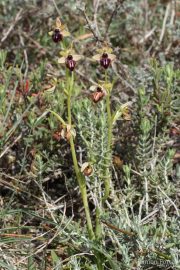 Ophrys sphegodes subsp. passionis 7679 (**)