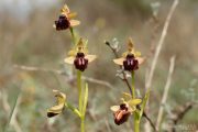 Ophrys sphegodes subsp. passionis 7682 (**)