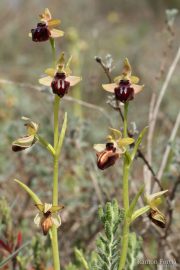 Ophrys sphegodes subsp. passionis 7684 (**)