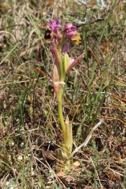 Ophrys tenthredinifera 7640 (**)