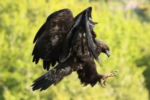 Aquila chrysaetos 4378 (****)