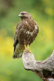Buteo buteo 2005 (***)