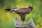 Buteo buteo 2033 (***)
