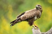 Buteo buteo 2055 (***)