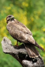 Buteo buteo 2063 (***)