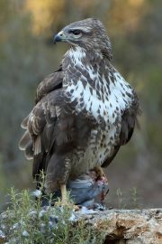 Buteo buteo 2301 (***)