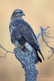 Buteo buteo 6038 (***)