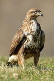 Buteo buteo 6229 (***)