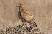 Buteo buteo 6393 (***)