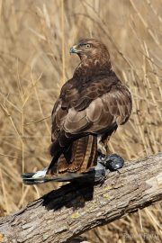 Buteo buteo 6808 (***)