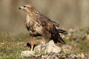 Buteo buteo 7788 (***)