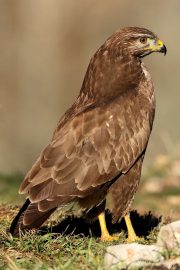 Buteo buteo 7847 (***)