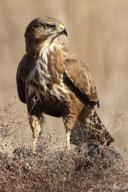 Buteo buteo 9402 (***)