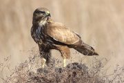 Buteo buteo 9462 (***)