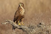 Buteo buteo 9480 (***)