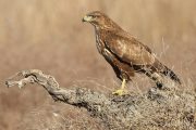 Buteo buteo 9486 (***)