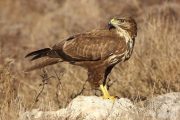 Buteo buteo 9498 (***)