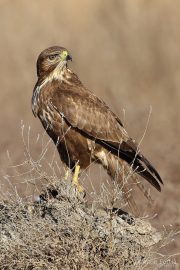 Buteo buteo 9512 (***)