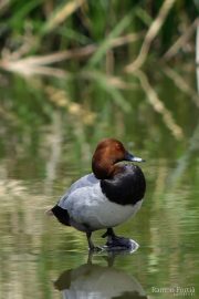 Aythya ferina 6170 (**)