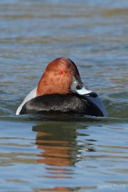 Aythya ferina 7337 (**)