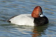 Aythya ferina 7348 (**)