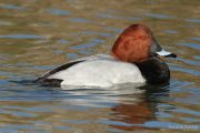 Aythya ferina 7797 (**)