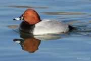 Aythya ferina 7878 (**)