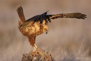 Circus aeruginosus 5125 (***)