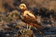 Circus aeruginosus 5142 (***)