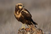 Circus aeruginosus 5207 (***)
