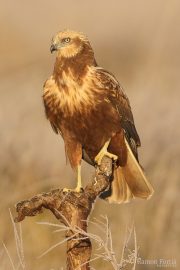 Circus aeruginosus 5222 (***)