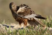 Circus aeruginosus 5414 (***)