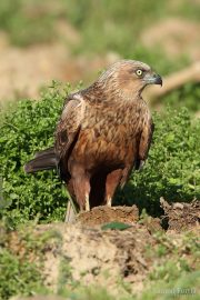 Circus aeruginosus 5417 (***)