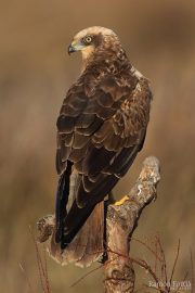 Circus aeruginosus 5511 (***)