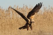 Circus aeruginosus 6245 (***)