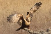 Circus aeruginosus 6250 (***)