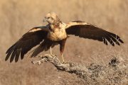 Circus aeruginosus 6257 (***)