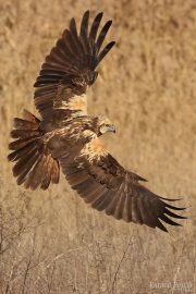 Circus aeruginosus 6343 (***)