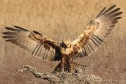 Circus aeruginosus 6361 (***)