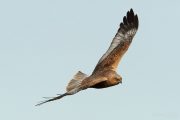 Circus aeruginosus 6582 (**)