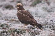 Circus aeruginosus 7516 (***)