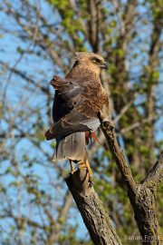 Circus aeruginosus 9303 (***)