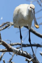 Platalea leucorodia 3048 (****)