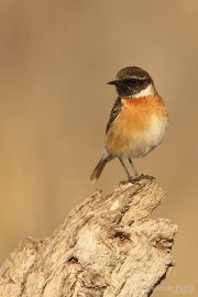 Saxicola rubicola 5962 (**)