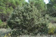 Juniperus oxycedrus 2135 (*)