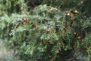 Juniperus oxycedrus 2140 (*)