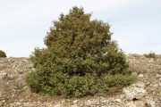 Juniperus oxycedrus 2537 (*)