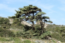 Juniperus oxycedrus 0391 (*)