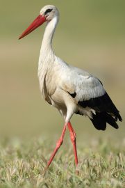 Ciconia ciconia 0917 (**)