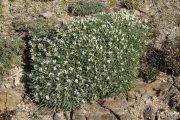 Astragalus tragacantha 0402 (*)